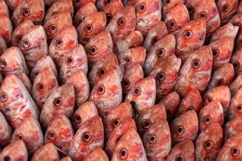 Fish on display in the market hall in Houmt Souk