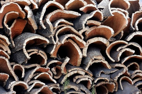Storage of cork bark of Cork Oaks (Quercus suber)