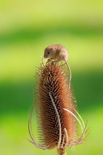 Eurasian Harvest Mouse (Micromys minutus)