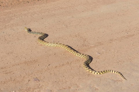 Pacific Gopher Snake (Pituophis catenifer catenifer)
