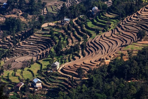 Terrace cultivation