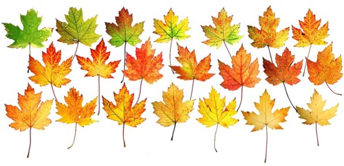 Autumn leaves