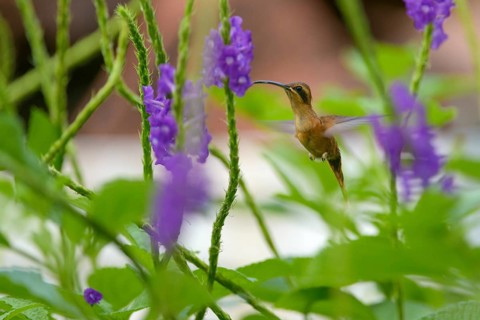 Stripe-throated Hermit (Phaethornis striigularis)