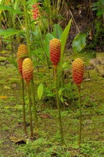 Ginger species (Zingiberaceae)