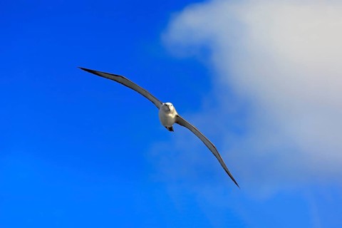 Shy albatross (Thalassarche cauta)
