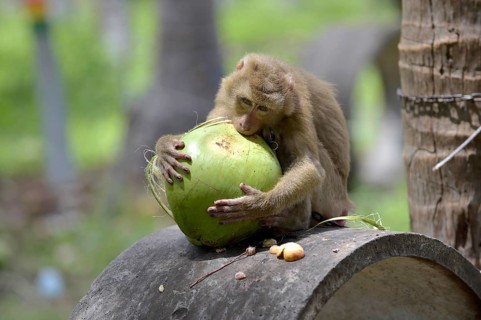 Northern pig-tailed macaque (Macaca leonina) peeling a coconut