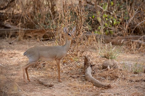 Kirk's Dik (Madoqua kirkii)