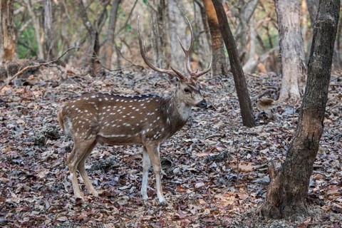 Chital (Axis axis)