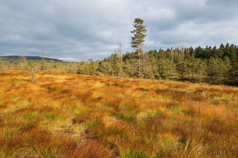 Bodebruch raised bog in autumn