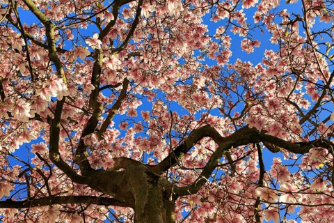 Blossoming magnolia tree