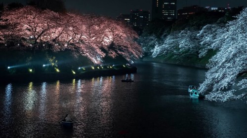 Canal with colored illuminated cherry trees on the shore at night