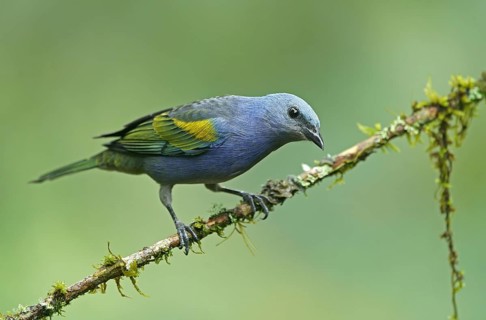 Golden-chevroned tanager (Thraupis ornata)
