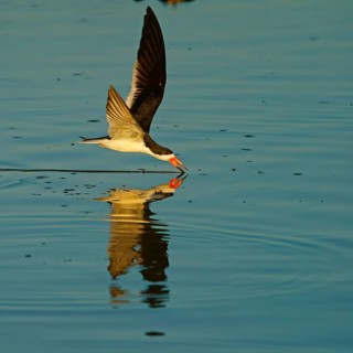 Black Skimmer (Rynchops niger) in flight fishing