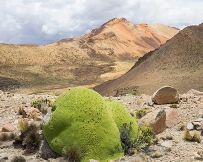 Yareta or Llareta cushion plant (Azorella compacta)