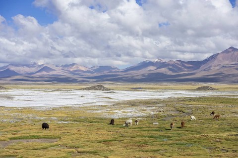 Llamas (Lama glama) in front of mountains