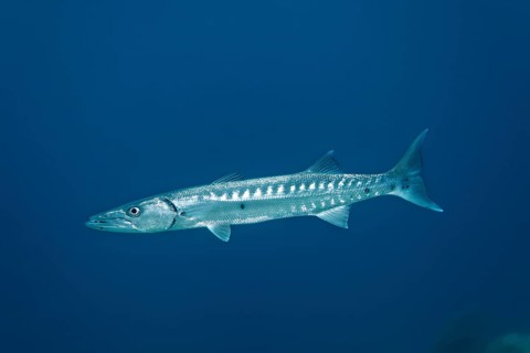 Great Barracuda (Sphyraena barracuda)