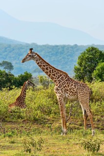 Giraffes (Giraffa camelopardalis)