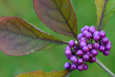 Bodinier's Beautyberry (Callicarpa bodinieri)