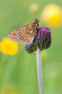 Marsh Fritillary (Euphydryas aurinia)