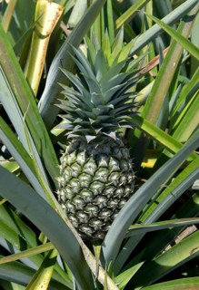 Unripe pineapple on a plantation