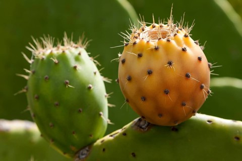 Prickly pears (Opuntia ficus-indica)