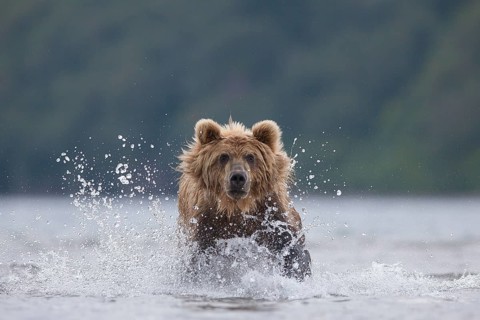 Brown bear (Ursus arctos)