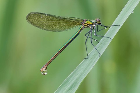 Banded Demoiselle (Calopteryx splendens) female