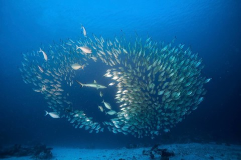 Grey Reef Shark (Carcharhinus amblyrhynchos) hunting a shoal of Oxeye Scads (Selar boops)