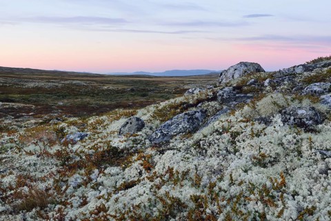 Reindeer Lichen (Cladonia rangiferina)