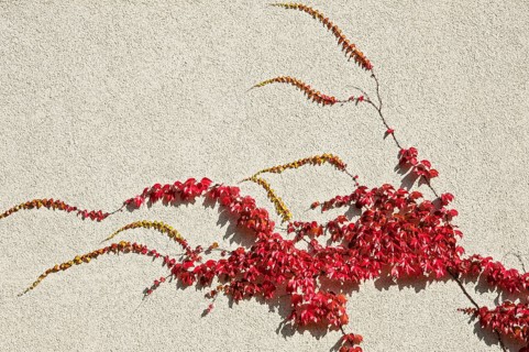Japanese Creeper