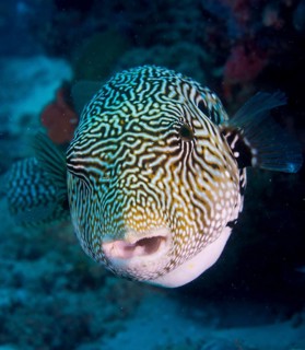 Map Puffer or Map Pufferfish (Arothron mappa)