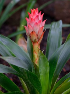 Guzmania species (Guzmania osyana)