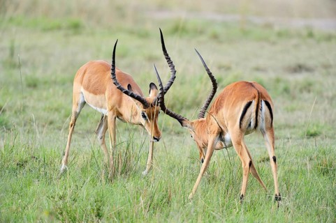Impalas (Aepyceros melampus)