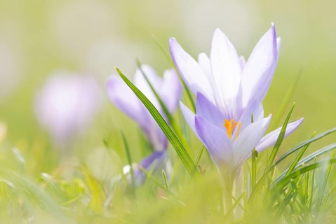 Purple crocuses (Crocus)