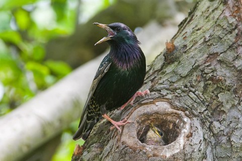 European starling (Sturnus vulgaris)