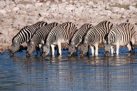 Burchell's Zebras (Equus burchellii) drinking at the Okaukuejo waterhole