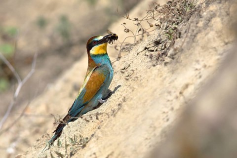 European bee-eater (Merops apiaster) with prey sits at the breeding wall