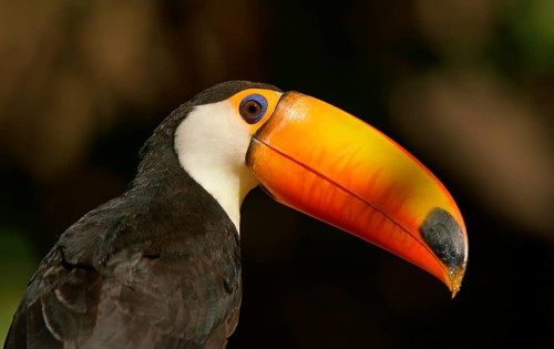 Toco toucan (Ramphastos toco)