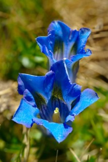 Clusius Gentian (Gentiana clusii)
