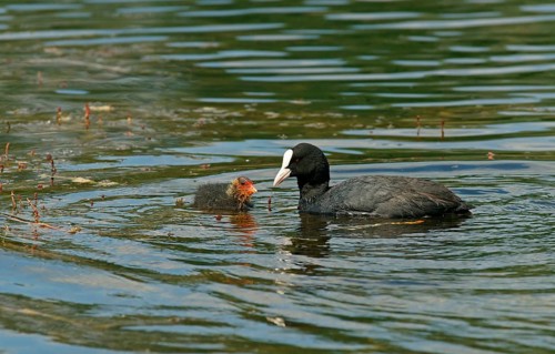 Eurasian Coot (Fulica atra) adult bird with a chick