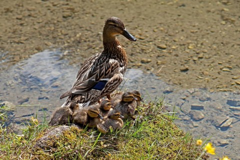 Duck with ducklings at Gruner See or Green Lake