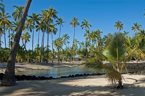 Palm grove