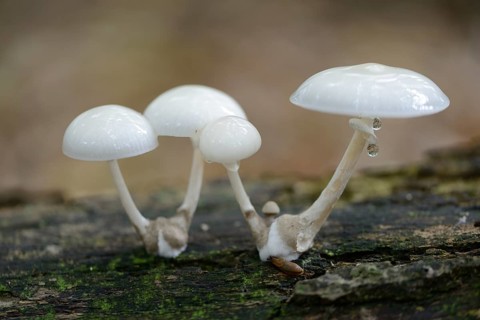 Porcelain Fungus (Oudemansiella mucida)