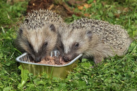 Hedgehog (Erinaceus europaeus)