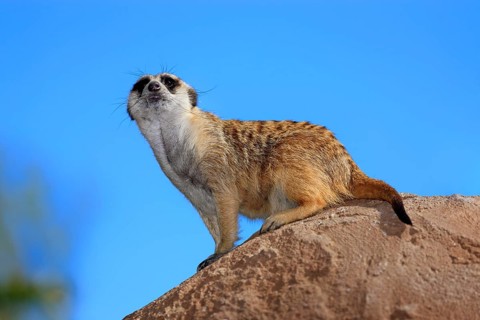 Meerkat (Suricata suricatta)
