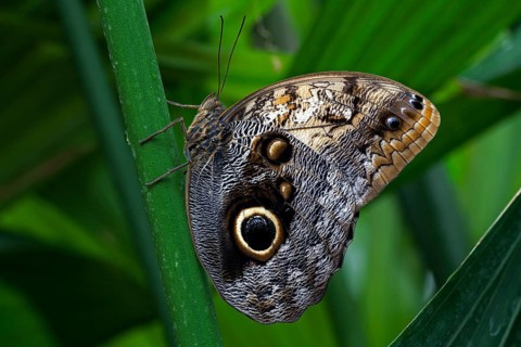 Forest Giant Owl butterfly (Caligo eurilochus)