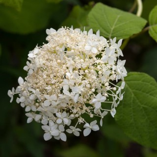 Smooth Hydrangea (Hydrangea arborescens 'Grandiflora')