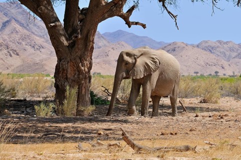 Rare Namibian Desert Elephant (Loxodonta africana)
