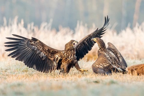 Two young eagles (Haliaeetus albicilla)