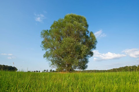 Solitary crack willow (Salix fragilis)